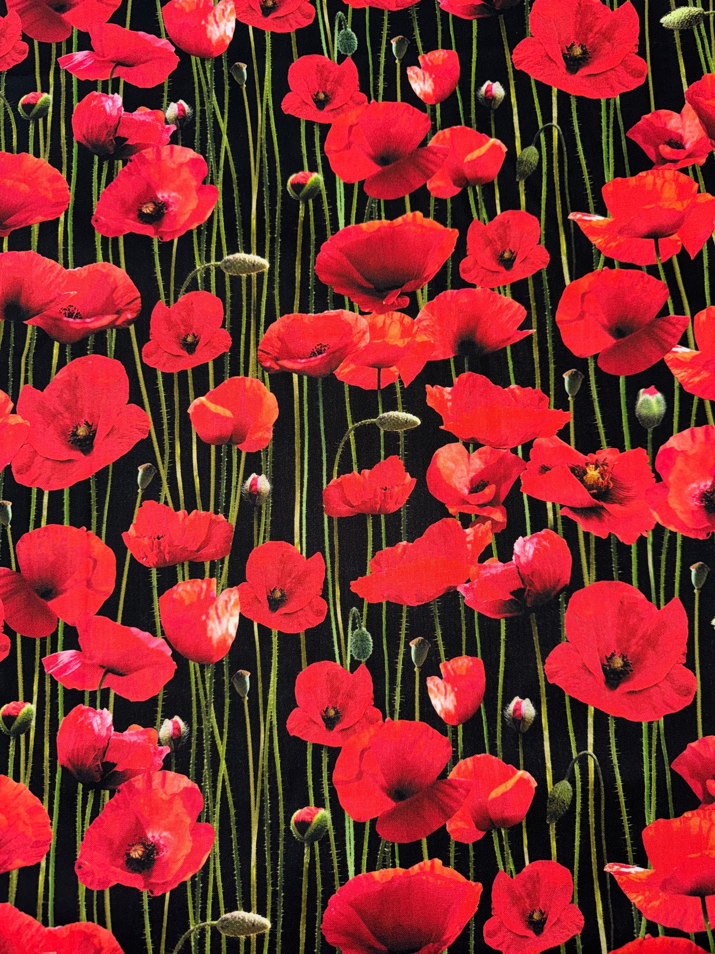 Red Poppies on black background Wideback 108"
