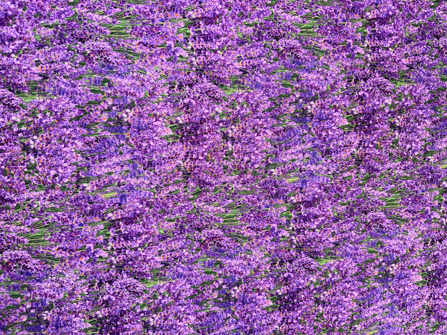 Lavender allover on dark background