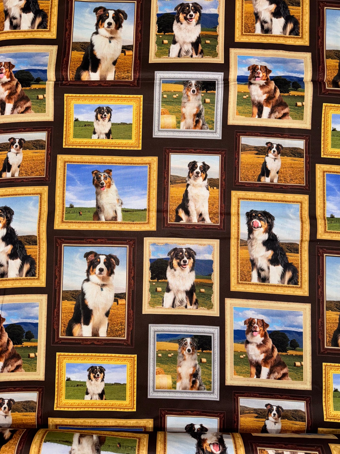 Merino Muster II Framed Cattle Dogs