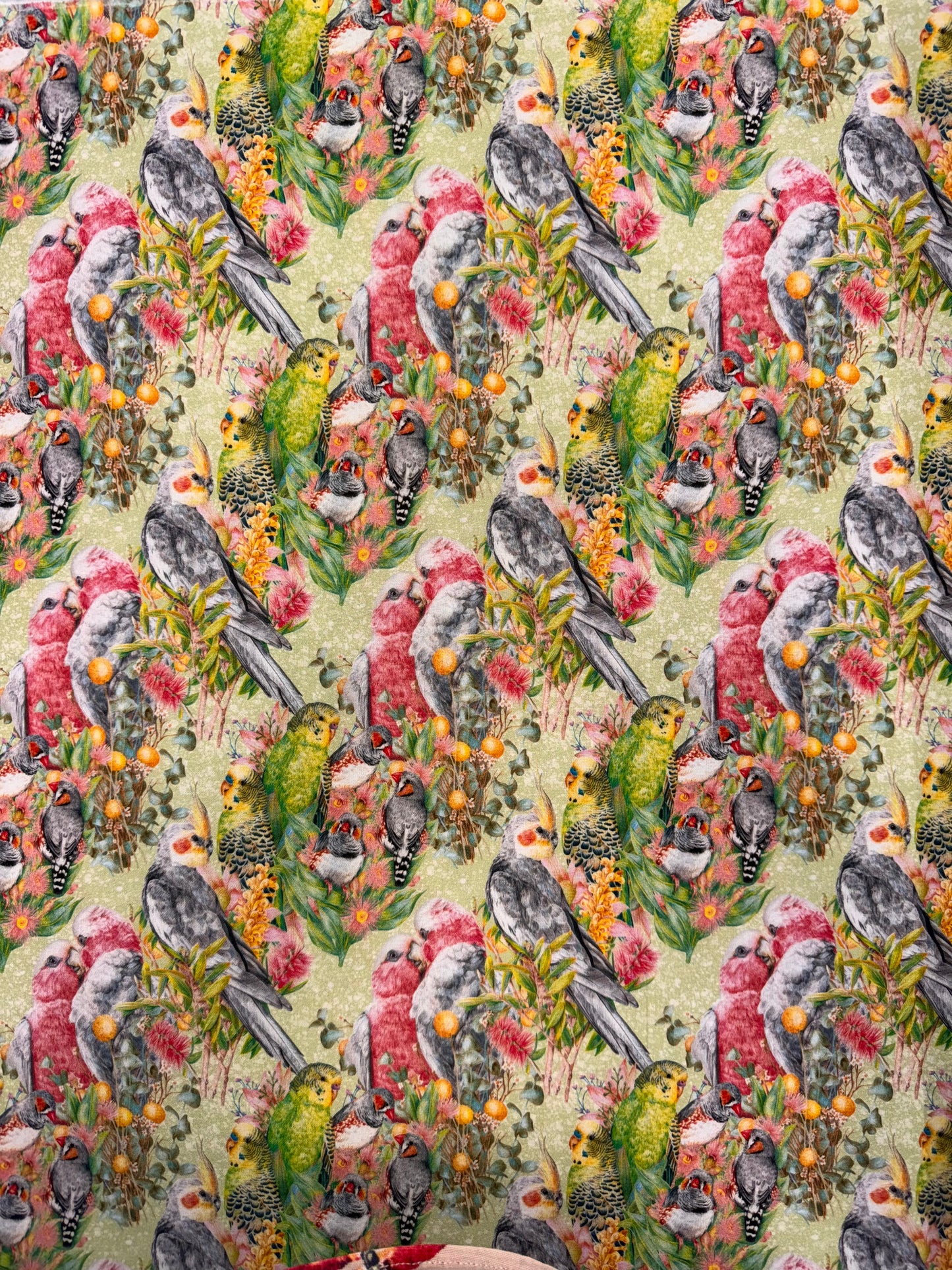 DV6453 Kayla Reay Australian Birds on a green background