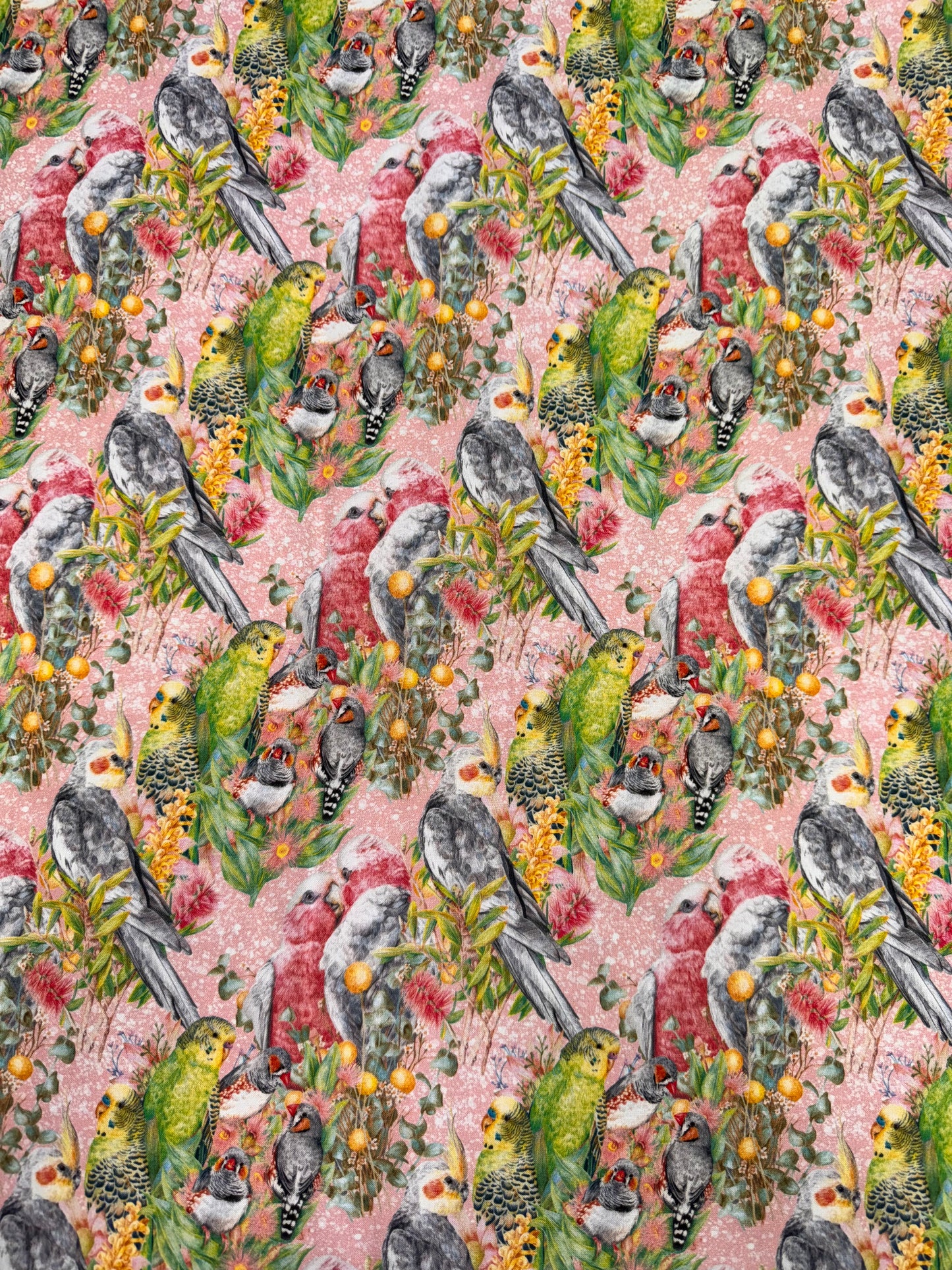 DV6452 Kayla Reay Australian Birds on a pink background