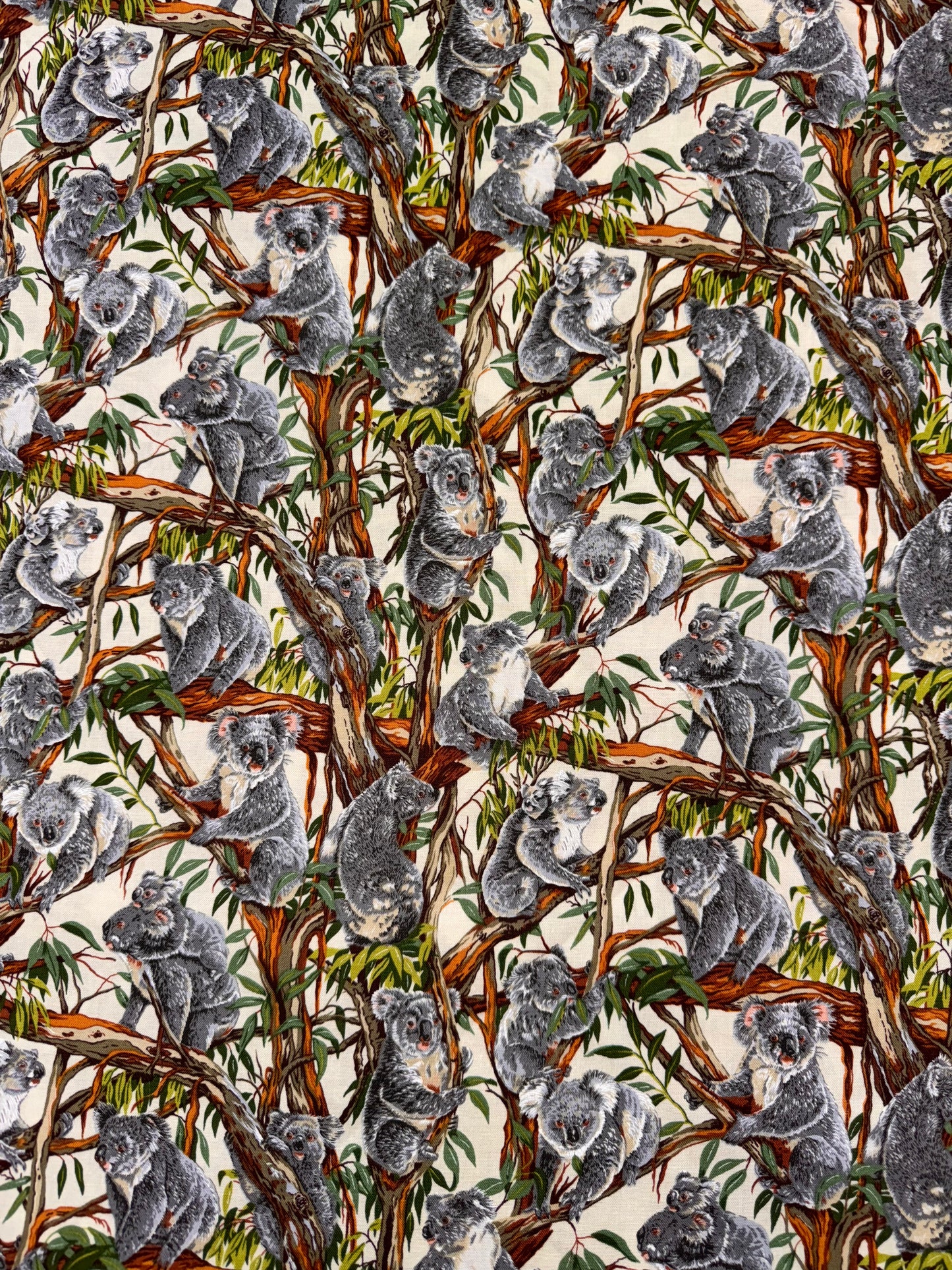 Aussie Koalas up a Gum Tree