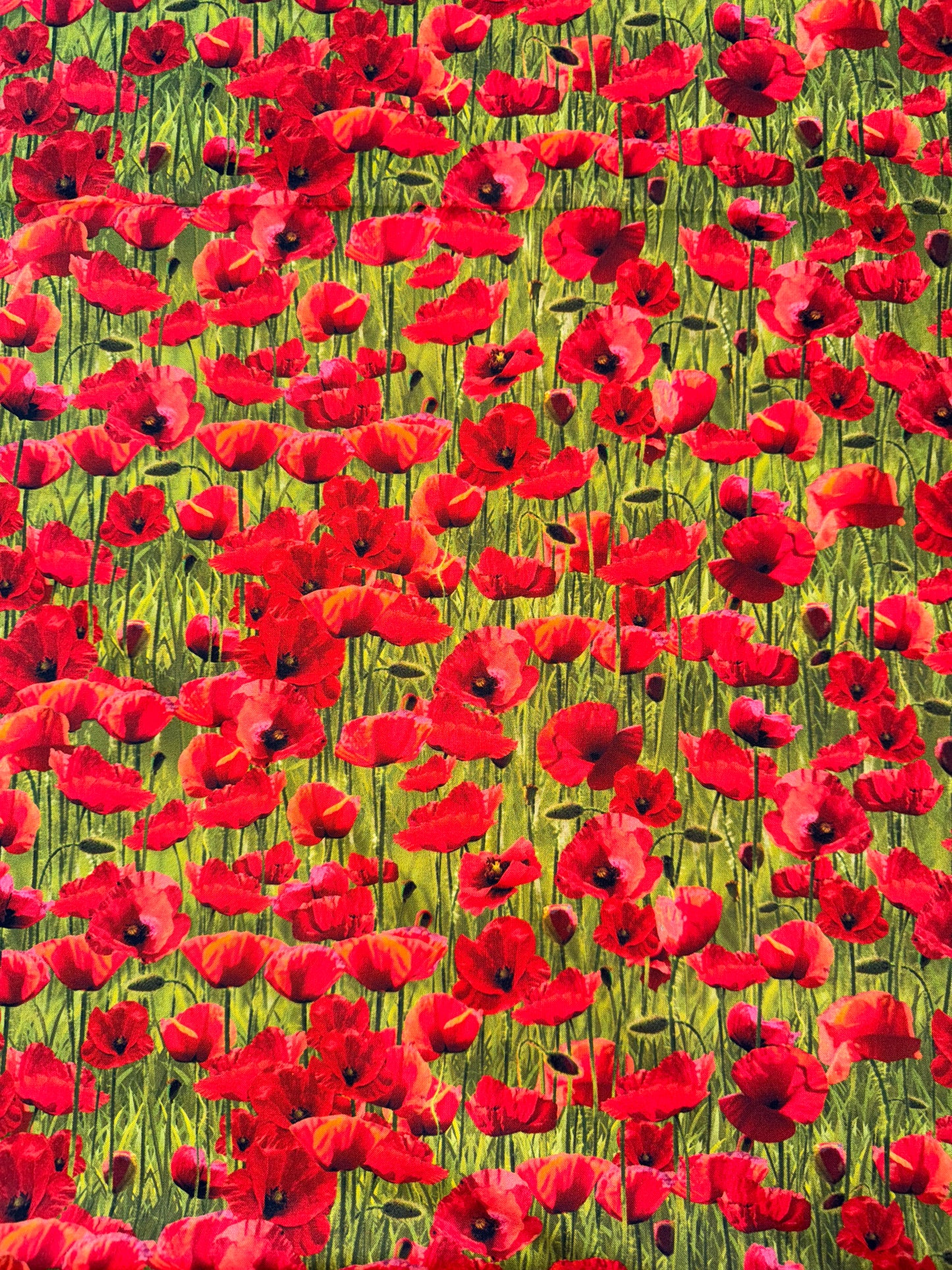 Remembering - Poppies on Green