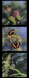 Natalie Jane Parker Fabric Panel - Butterflies and Grevillia Flowers DV3720