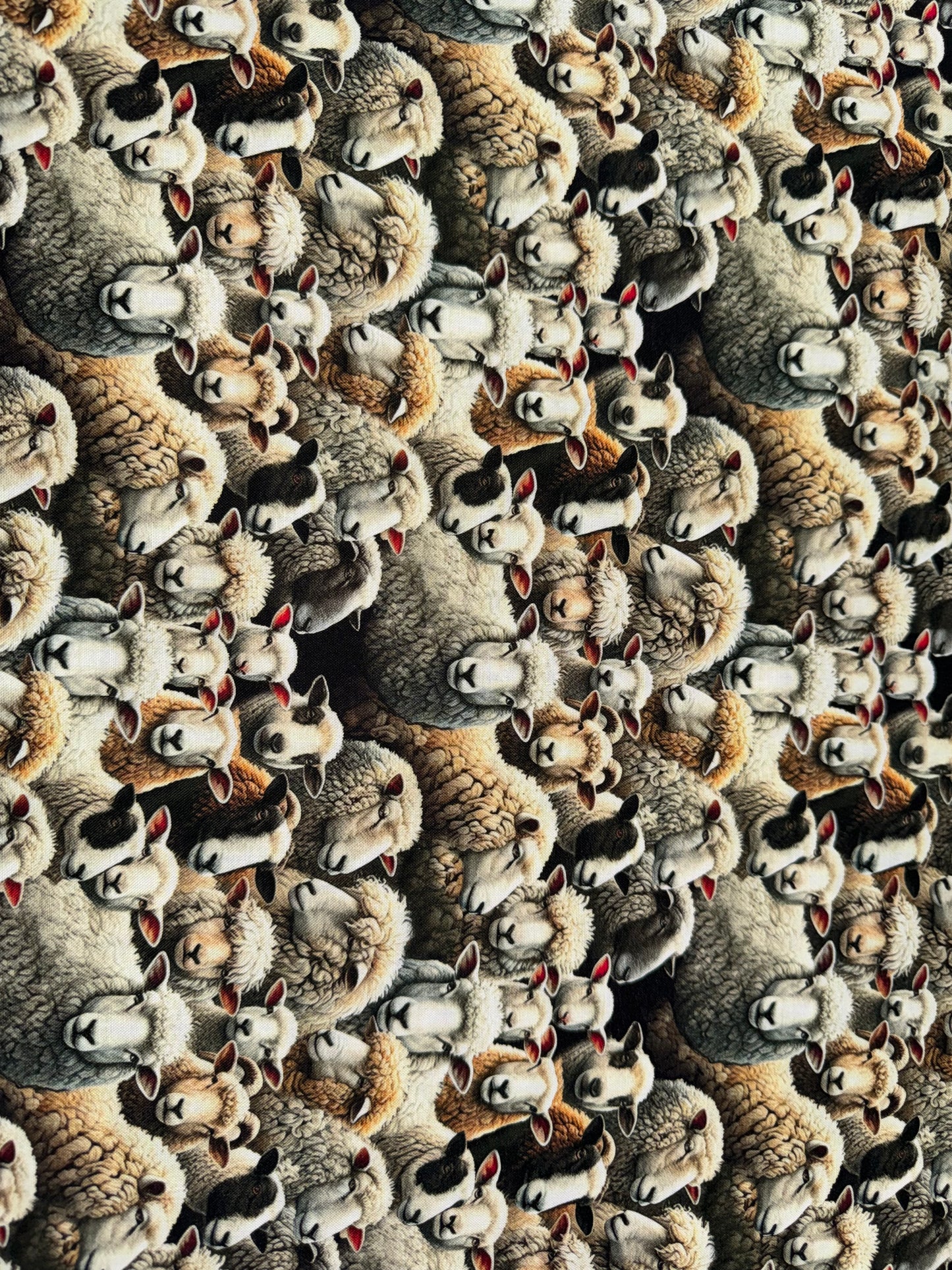 Lots of Sheep