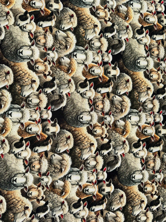 Lots of Sheep