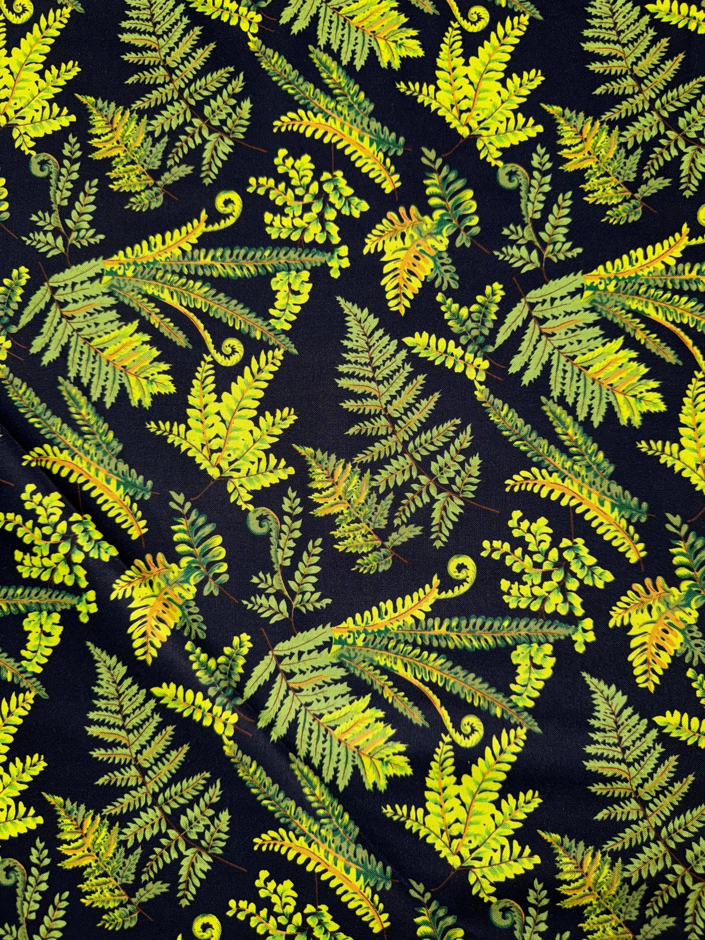 Ferns on Black background