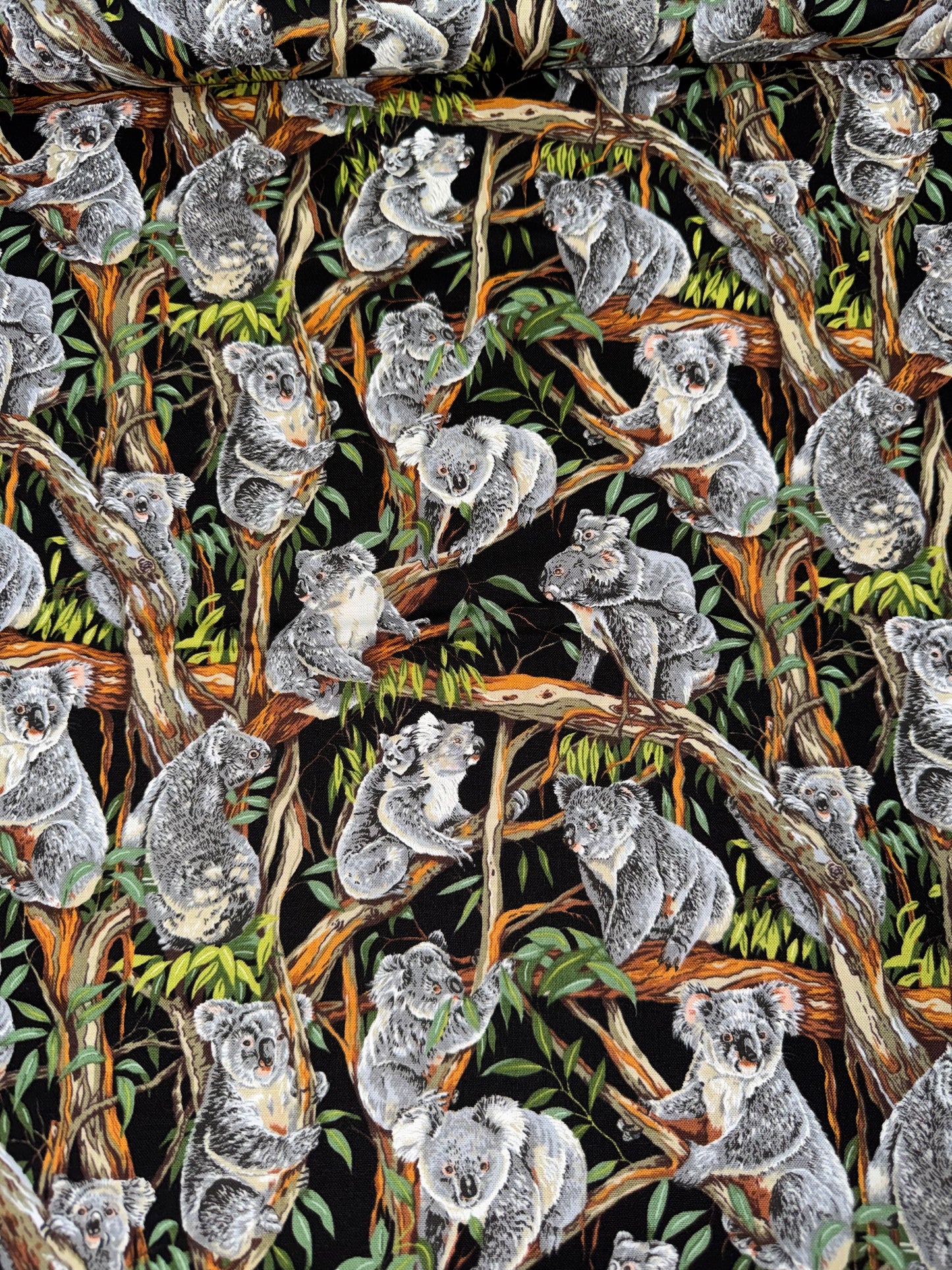 Aussie Koalas up a Gum Tree - Black background