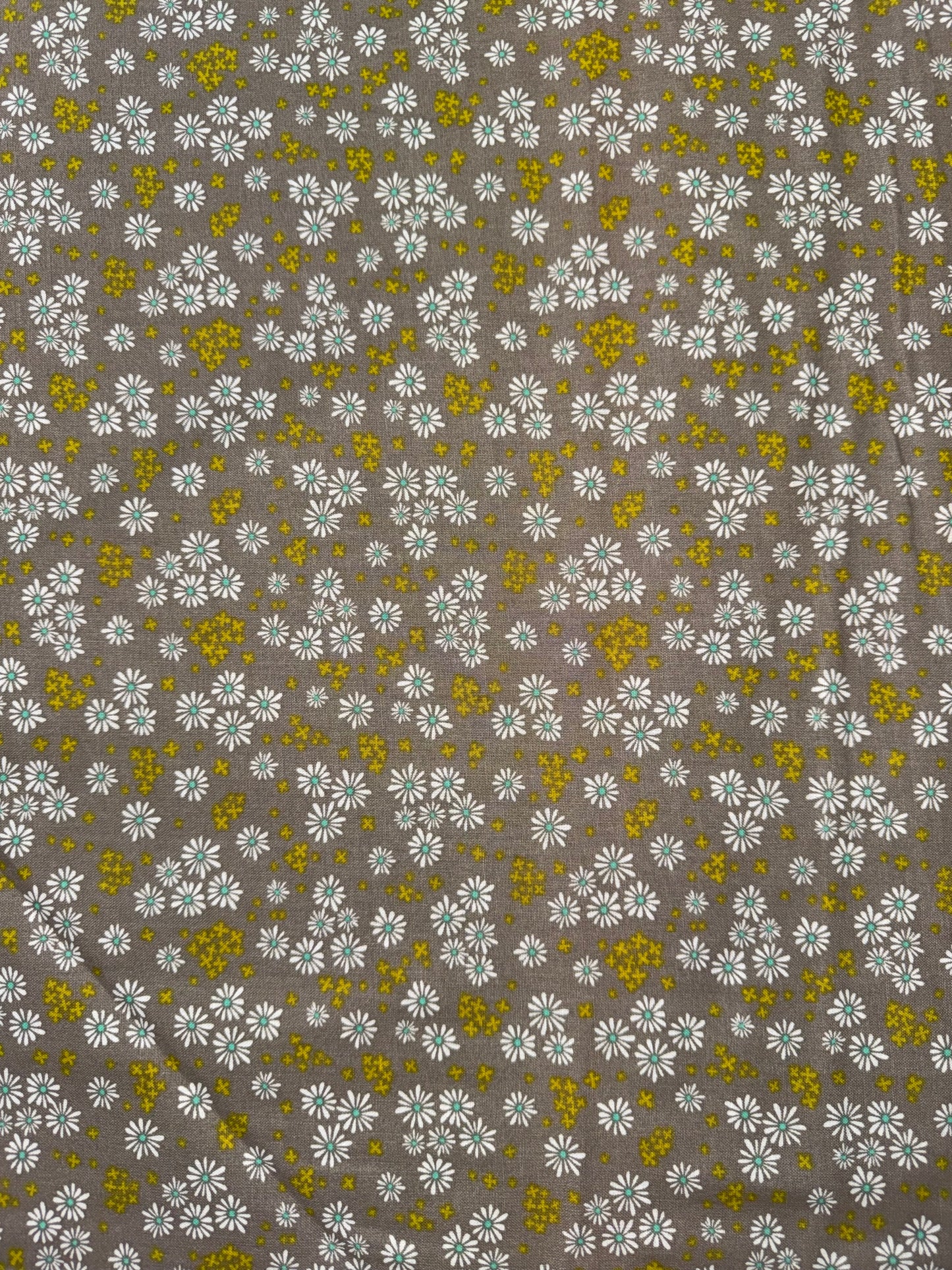 Daisy flowers on Tan background