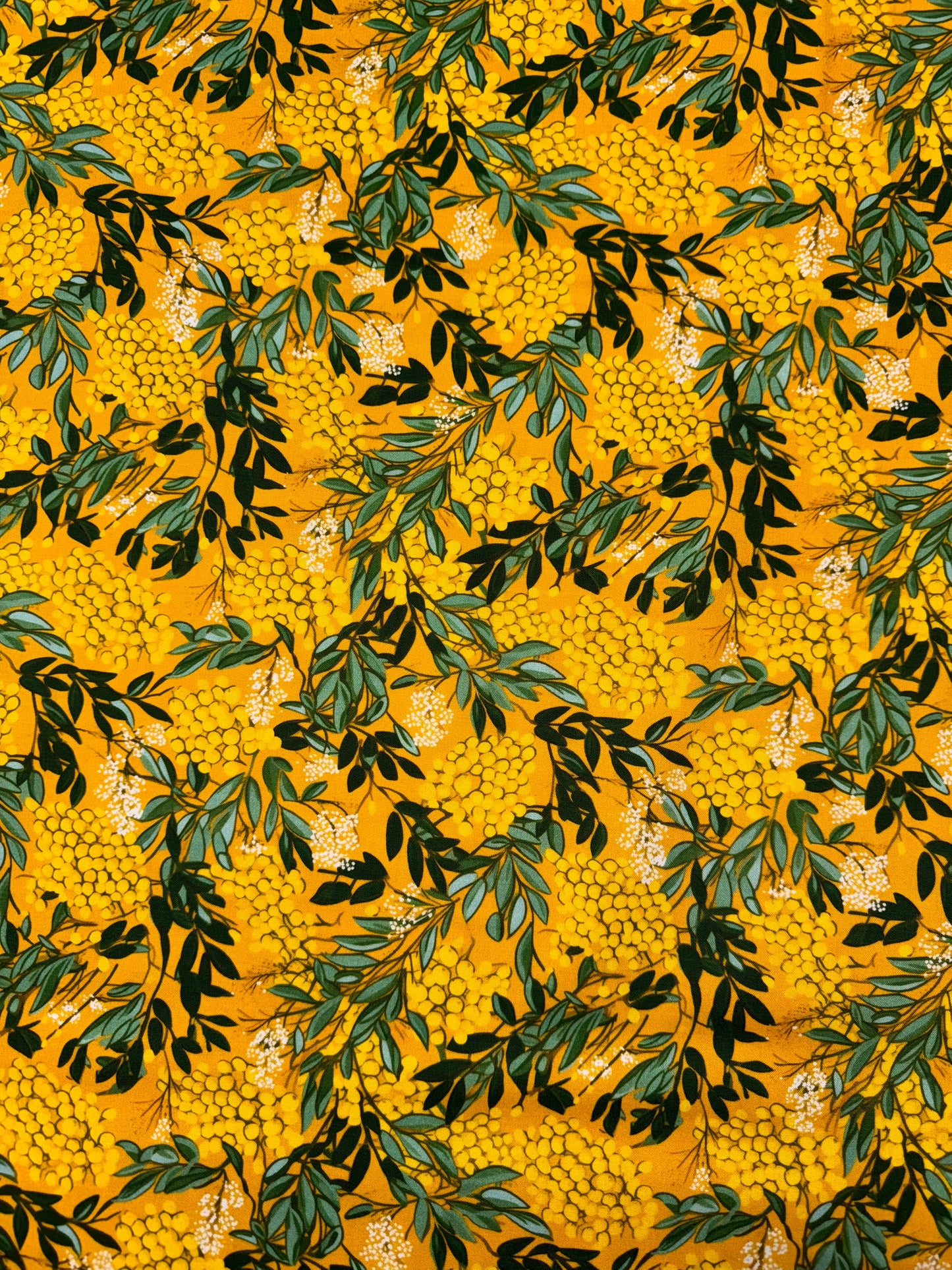 Nora's Natives Wattle DV6714