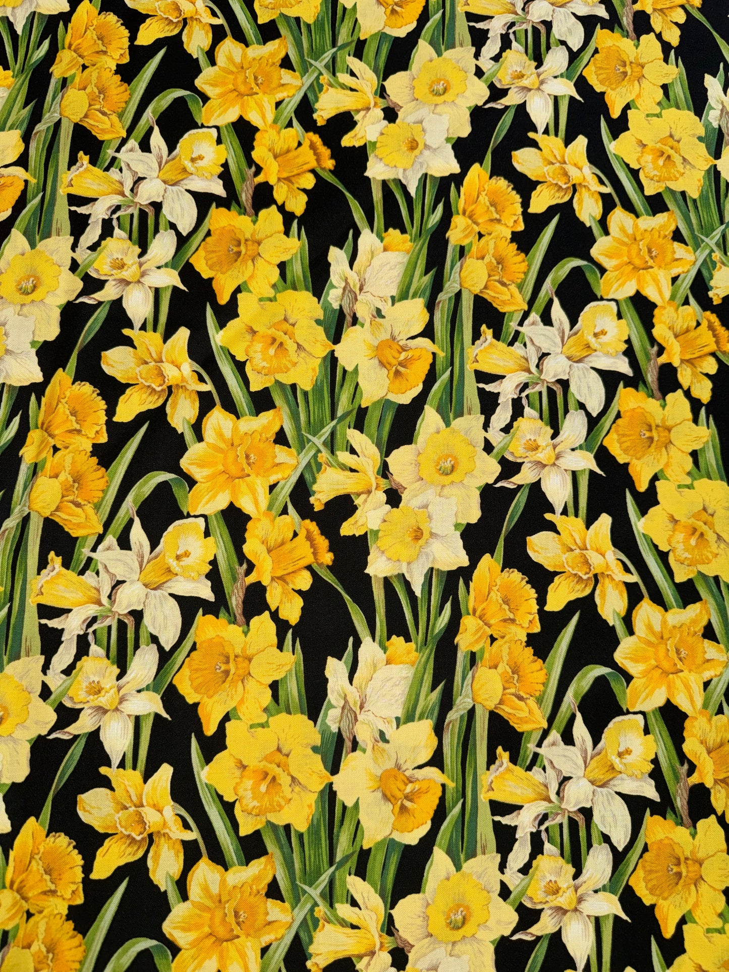 Daffodils on Black background