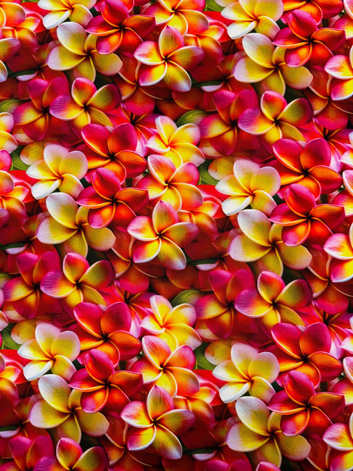 Frangipani Lane - Rubra Red