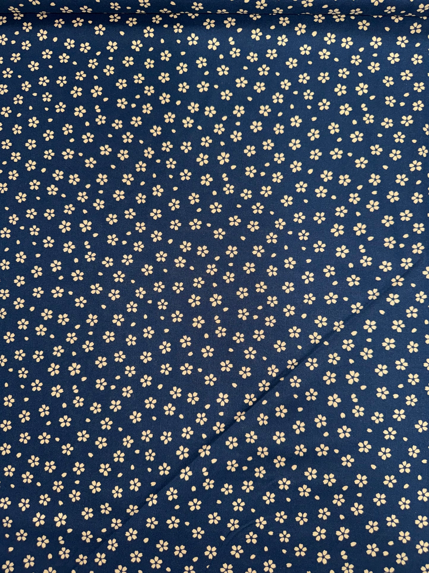 Japanese Sevenberry Cream Flowers on Dark Blue background