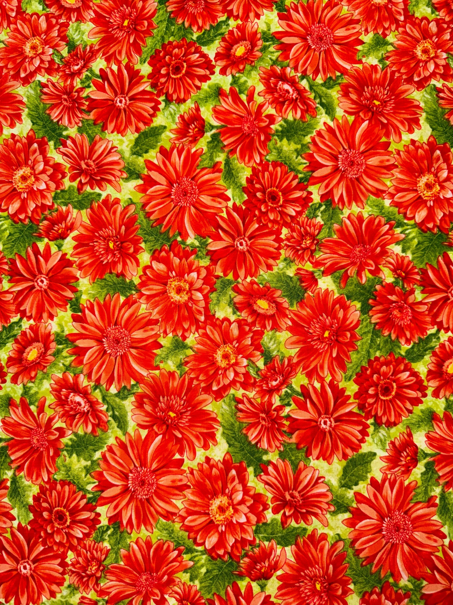 Simply Daisy - Gerbera allover
