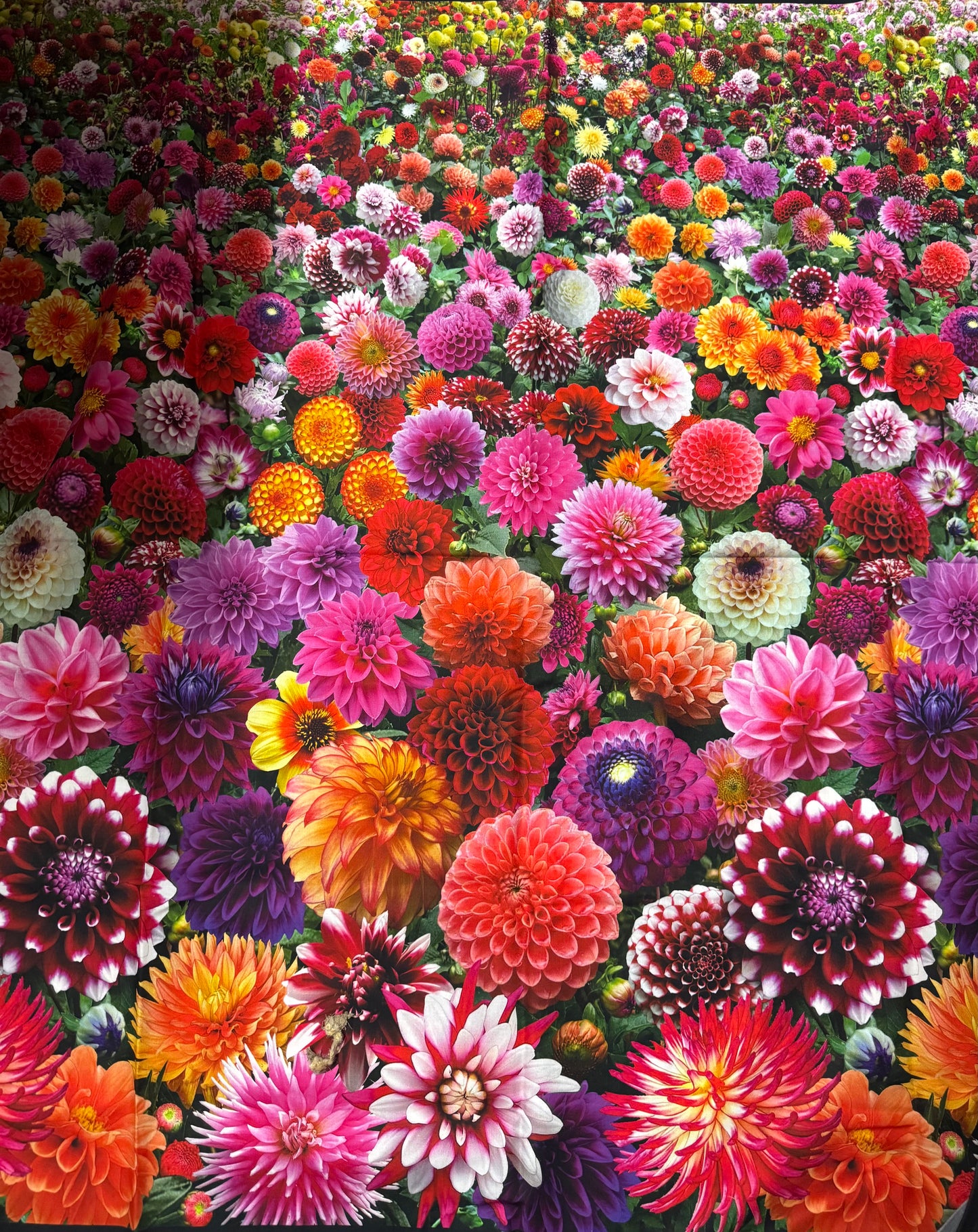 Elizabeth's Studio - Field of Dahlias