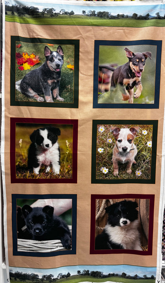Merino Muster Puppies Cattle Dogs 60cm panel.